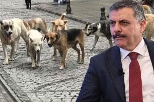 Bakan Çiftçi sokak hayvanları sorunu için Eylül-Ekim hedefini açıkladı