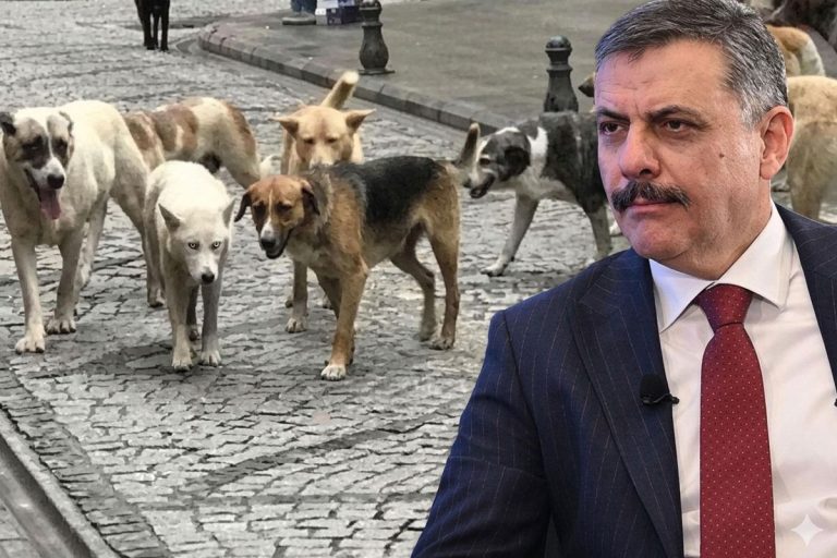 Bakan Çiftçi sokak hayvanları sorunu için Eylül-Ekim hedefini açıkladı