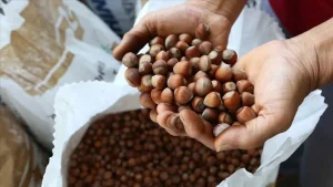 Türkiye’nin fındık ihracatı 1,2 milyar dolara ulaştı: miktar yüzde 31 düştü, değer arttı